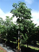 Brachychiton acerifolia "Flame tree"